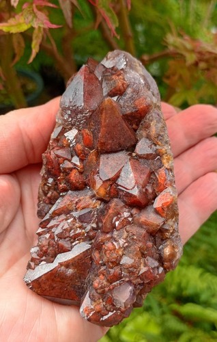 Rare thunder bay red - rare,
