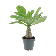 KENTIS - Brighamia Insignis -