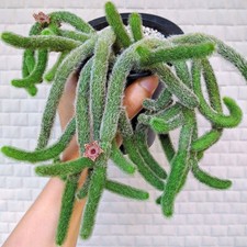 Pianta succulenta multi teste
