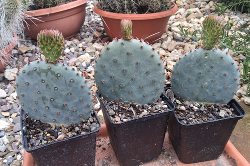 Opuntia macrocentra orogrande - opuntia,