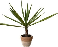Yucca elephantipes tronchetto