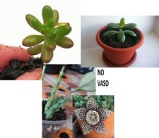 3 Piante Grasse:1 S. Rubrotinctum 1 C. Ovata 1 Stapelia Variegata NO VASO Posta1