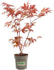 Acero rosso giapponese "Acer