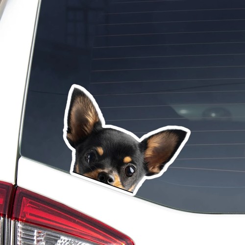 Adesivo auto chihuahua nero