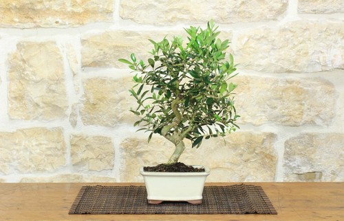 Bonsai olivo frutto in - bonsai,
