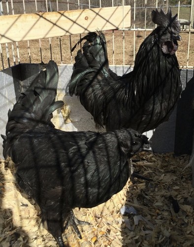 Uova feconde cemani ayan - uova,