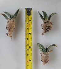 1 Live Rooted Ariocarpus