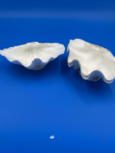 2-Tridacna gigas esemplari