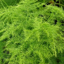 Pianta asparagus plumosus - 1, di