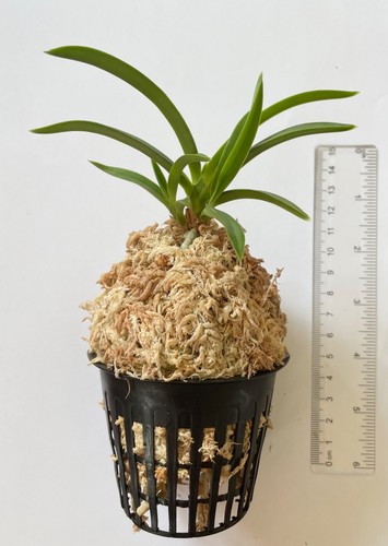 Neofinetia falcata kinyuko - neofinetia,