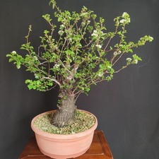 PRE BONSAI ESEMPLARE DI PRUNUS