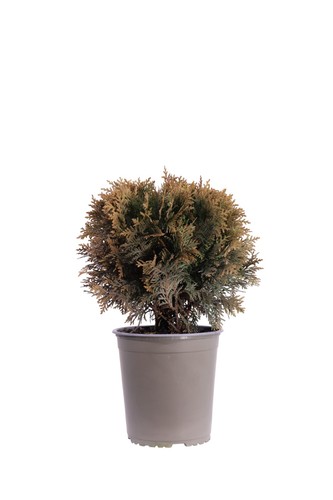 Pianta vera tuia thuja - pianta,