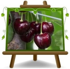 Ciliegio dolce regina - ciliegio,
