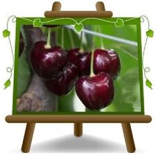 Ciliegio Dolce Regina Altezza:180~200 cm  Eta:4 anni  Vaso:26cm