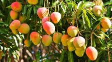 Pianta di Mango Kensington Mangifera Indica FOTO REALI H 140CM FRUTTI TROPICALI