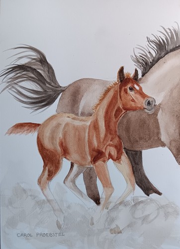 Cavallo mustang puledro fauna - cavallo,