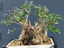 Bonsai olivastro 50x40cm - olivastro, in