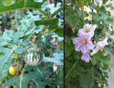 10 Semi Pomo di Sodoma Solanum Linnaeanum Devil's Apple seeds