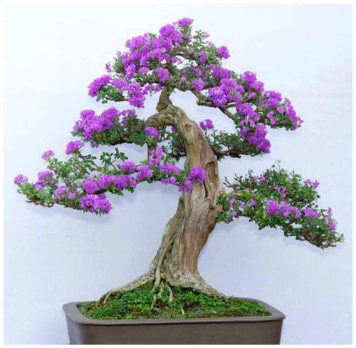 Semi syringa vulgaris - 30,