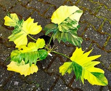 Philodendron Florida Beauty x