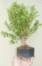 Japanese Boxwood Pre Bonsai