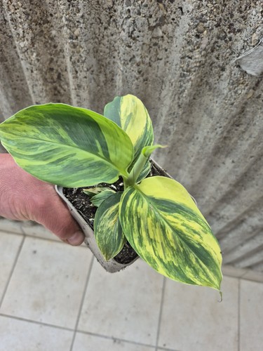 Musa nano cavedese variegata - musa,