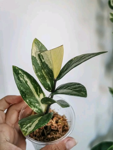 Variegata zamioculcas - -,