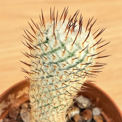 Mammillaria perezdelarosae ssp