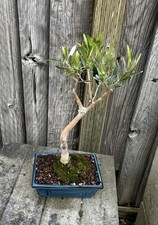 OLIVE BONSAI TREE- FREE