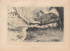 Leopardo Giaguaro In Agguato