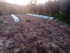 Apicoltura: NUCLEI 2 di covate