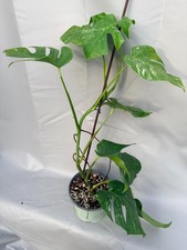Monstera Deliciosa Albo
