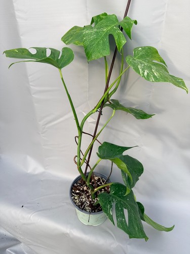 Monstera deliciosa albo - monstera,