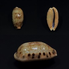 Cypraea caurica dracaena, Rameswaran, India, 35,2 mm, SELECTED
