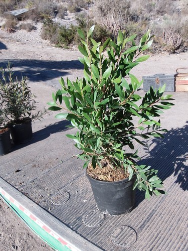 Callistemon pulitore a - callistemon,