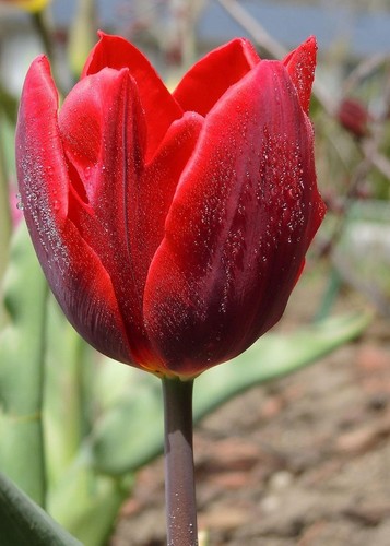 Tulipano importato olanda - tulipano,