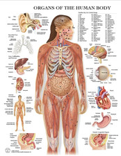 Poster Tabella Educativa