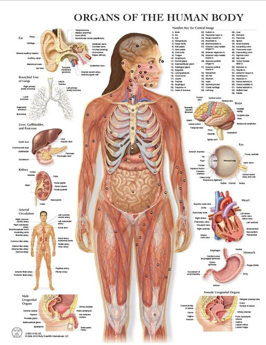 Poster tabella educativa - tabella,