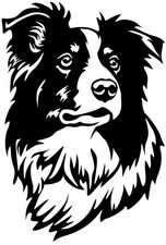 Adesivo border collie - border,