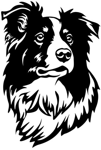 Adesivo border collie - collie,