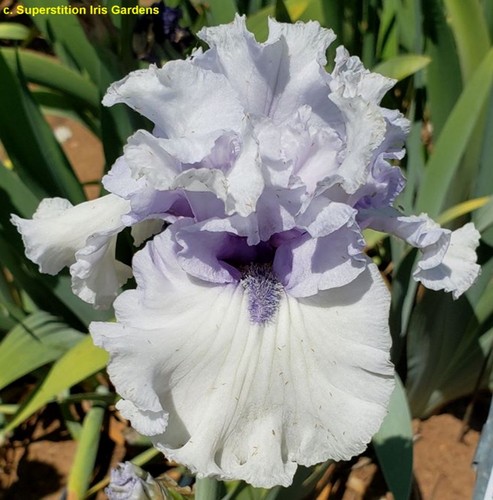 Iris when angels - tb,,