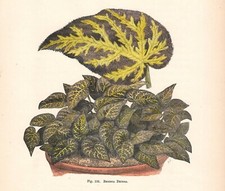 Stampa antica FIORI BEGONIA DECORA botanica 1896 Antique print