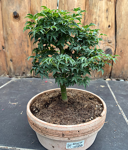 Bonsai acer palmatum - bonsai,
