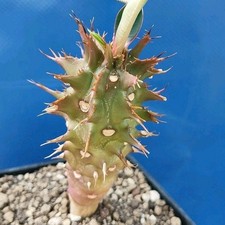 Euphorbia viguieri