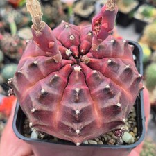 Gymnocalycium mihanovichii