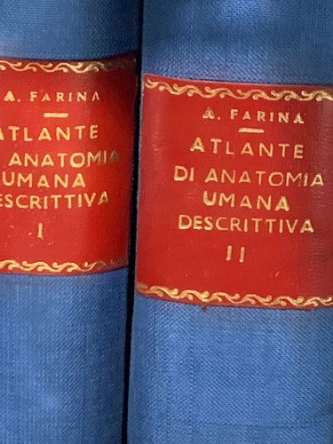 Atlante anatomia umana - anatomia,