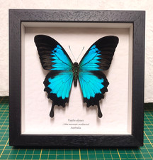 Papilio ulysses vera farfalla in cornice legno