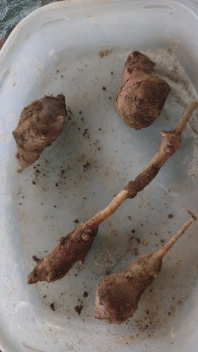Tuberi carciofo di - 4,