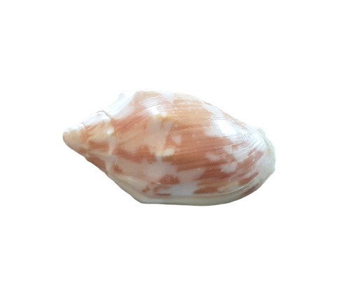 Voluta aulica seashell - voluta,