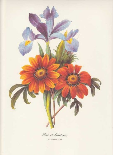 Iris gorteria bouquet fiori - iris,